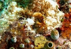 Raja Ampat 2016 - Cymo quadrilobatus - Blue eyed coral crab - Crabe corail  aux yeux bleus - IMG_5160_rc